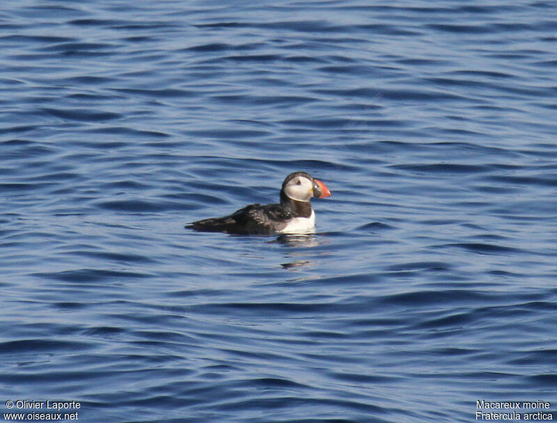 Atlantic Puffin