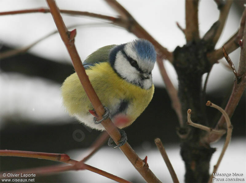 Mésange bleue