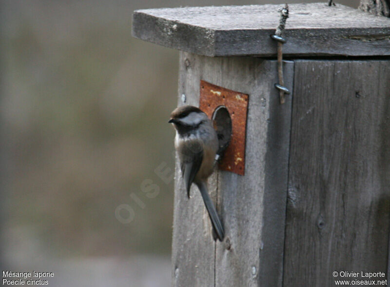 Mésange lapone, identification