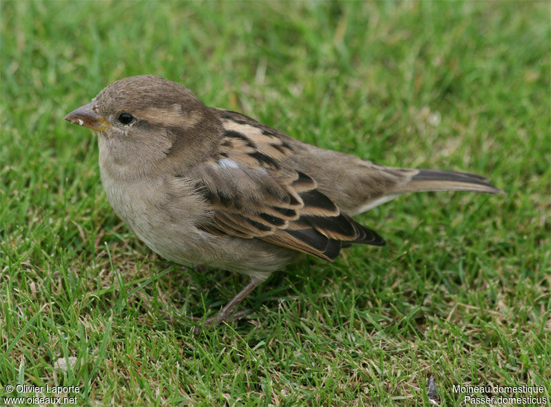 House Sparrow female