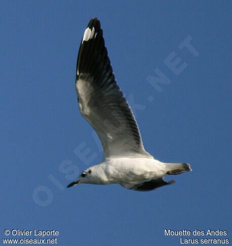 Andean Gull