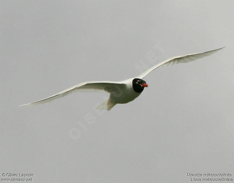 Mouette mélanocéphaleadulte nuptial