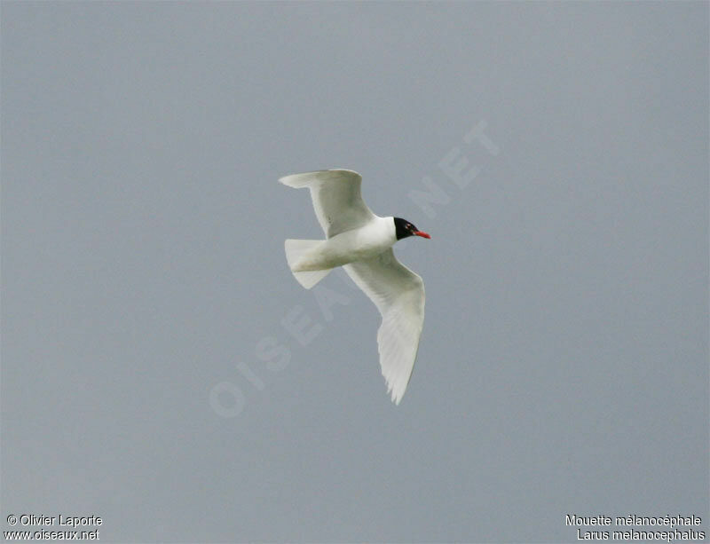 Mediterranean Gulladult breeding