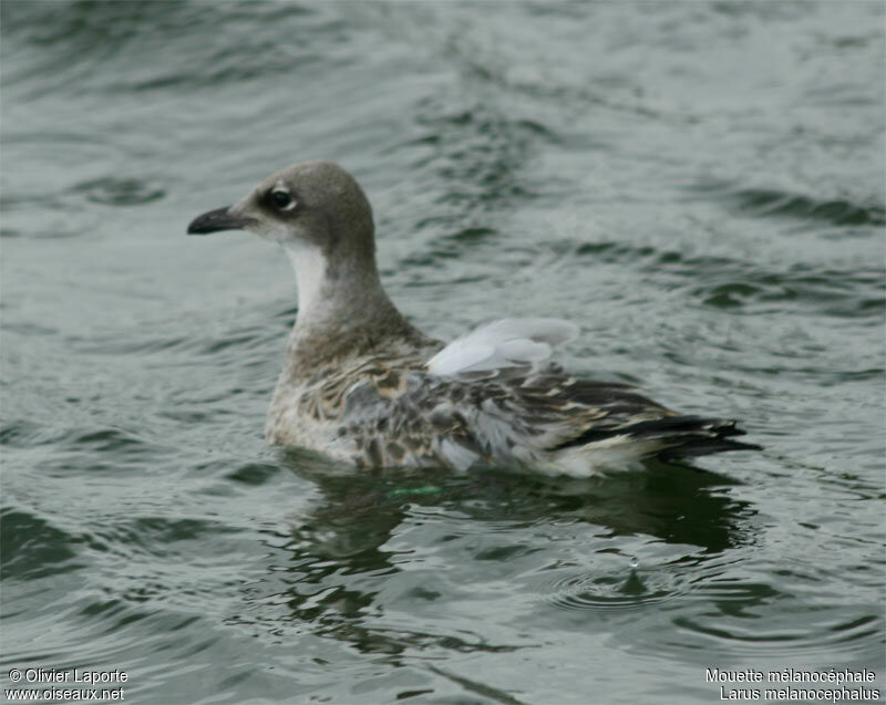 Mediterranean Gulljuvenile