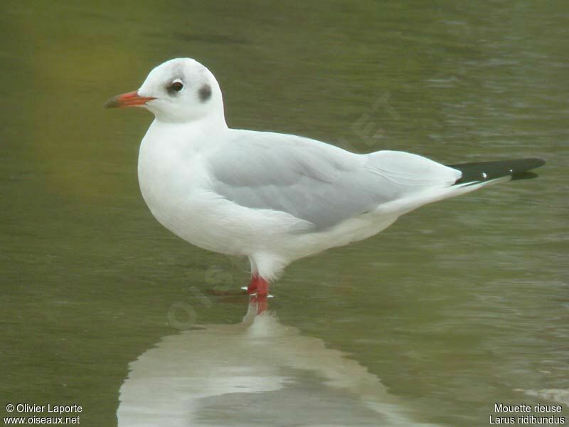 Mouette rieuseadulte internuptial