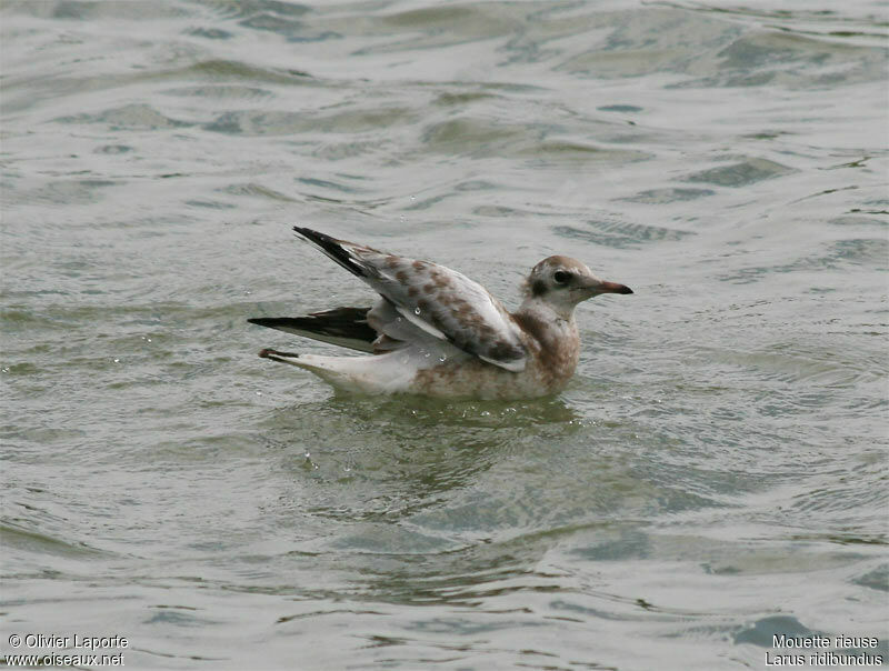 Mouette rieusejuvénile