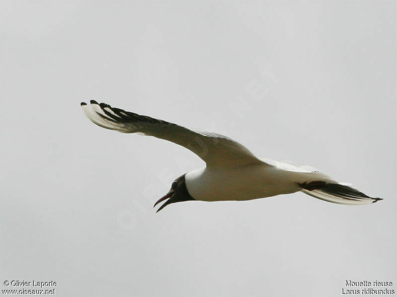 Mouette rieuseadulte nuptial