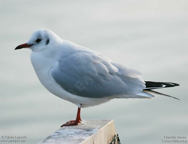 Mouette rieuseadulte internuptial