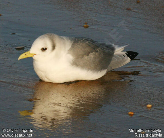 Mouette tridactyleadulte internuptial