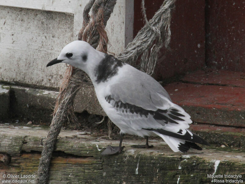 Mouette tridactylejuvénile, identification