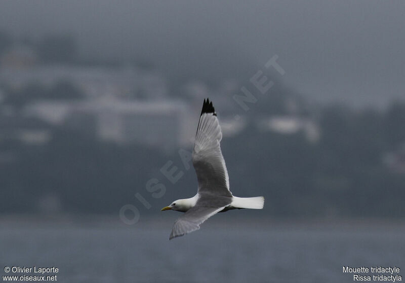 Mouette tridactyleadulte