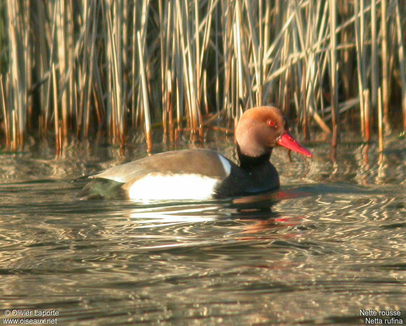 Red-crested Pochard male adult post breeding