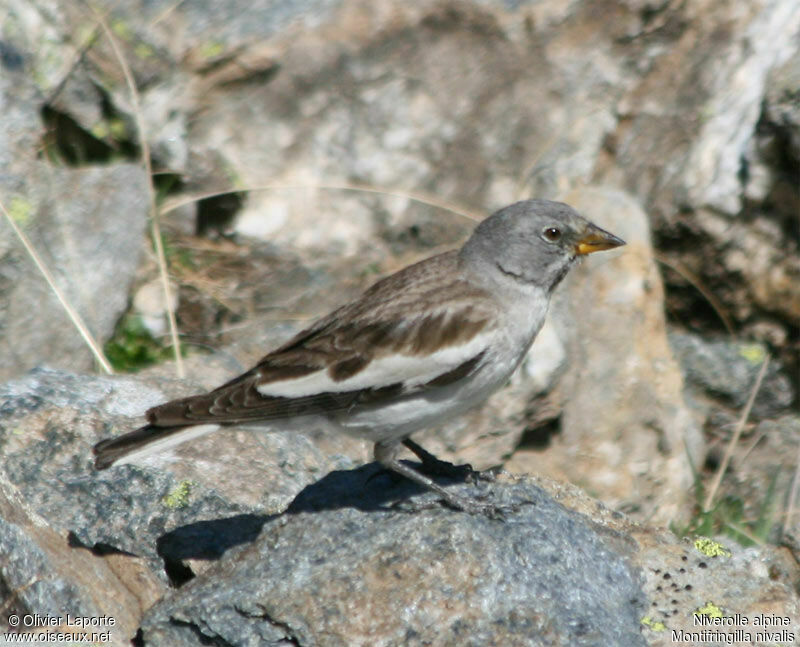 Niverolle alpineadulte