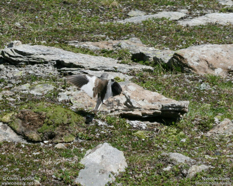 Niverolle alpine