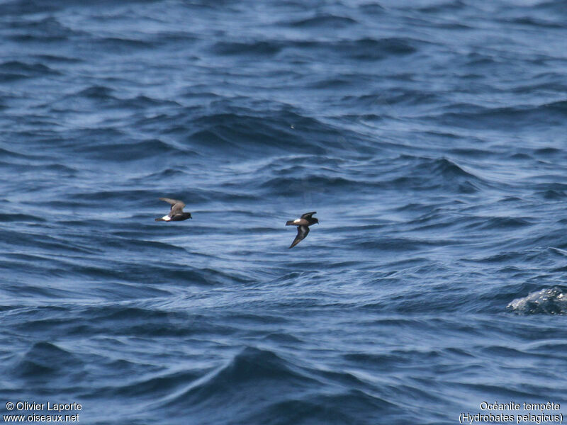 European Storm Petrel