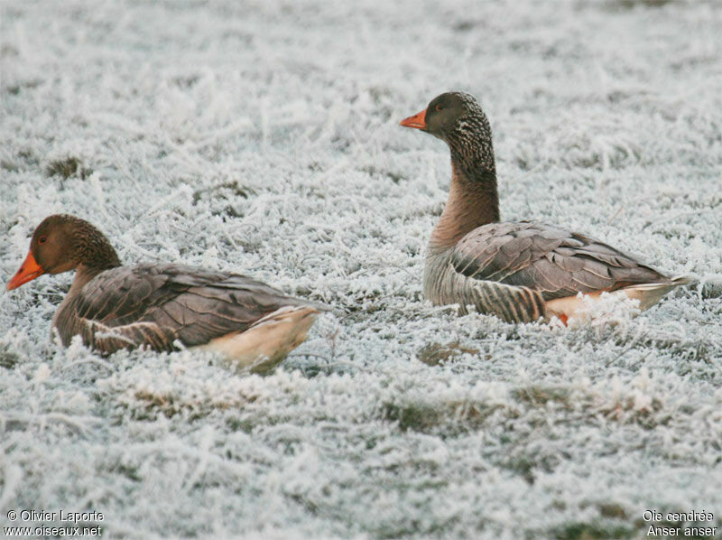 Greylag Goose