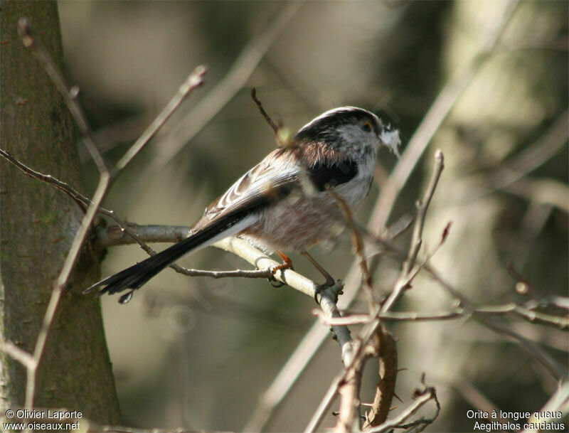 Long-tailed Titadult breeding