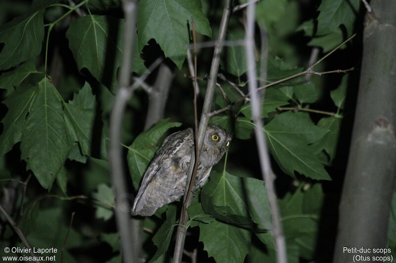 Petit-duc scops mâle