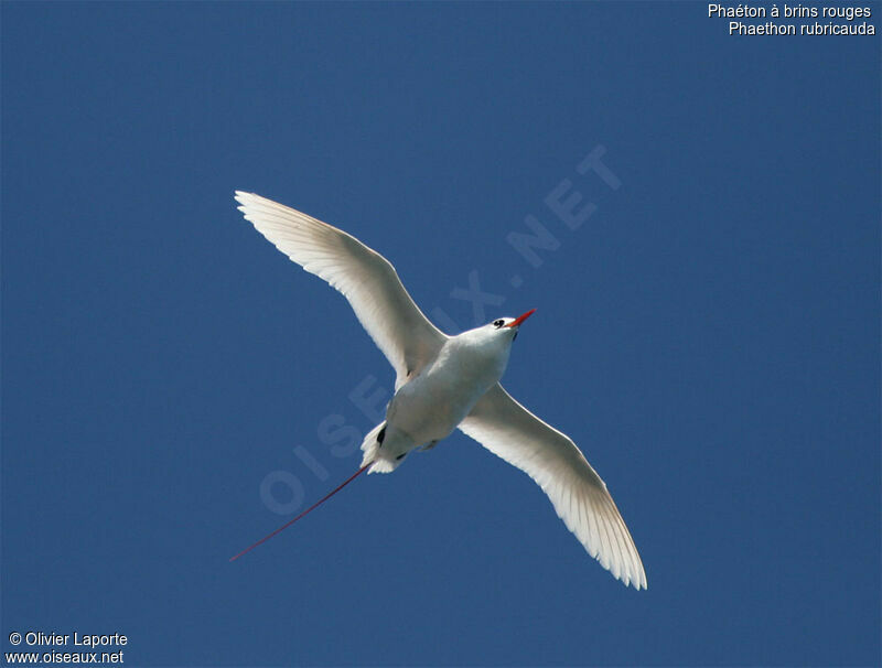 Red-tailed Tropicbird