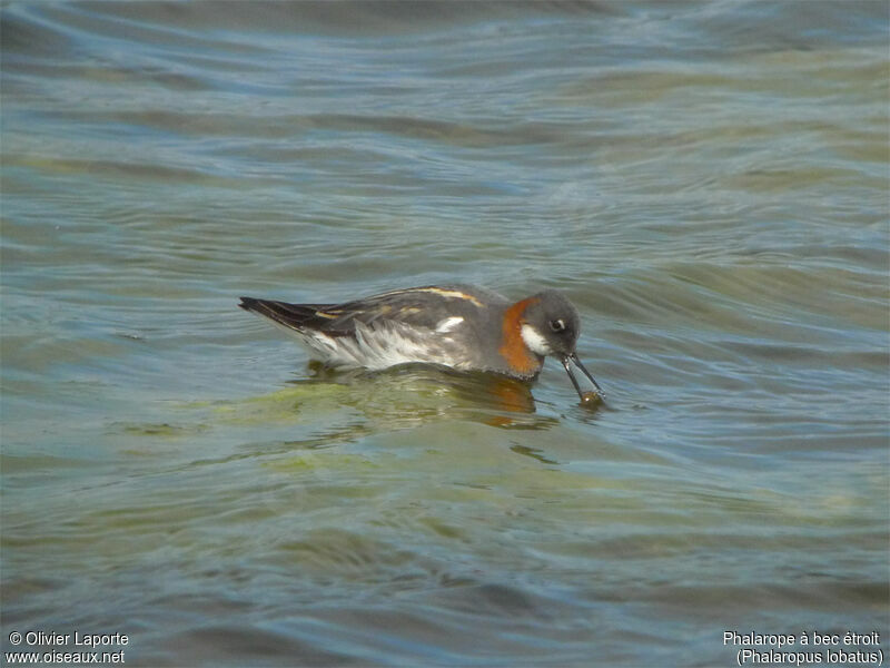 Phalarope à bec étroit