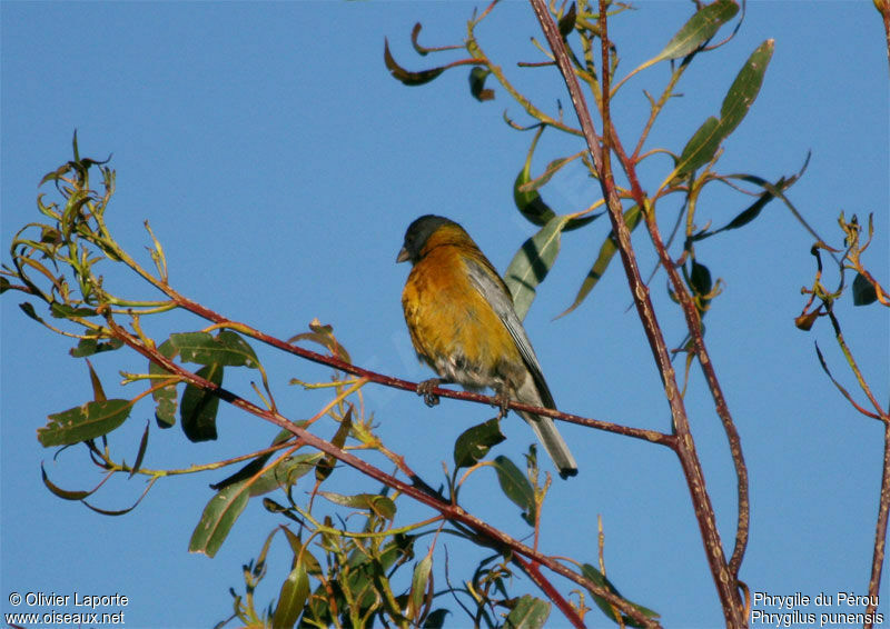 Peruvian Sierra Finchadult