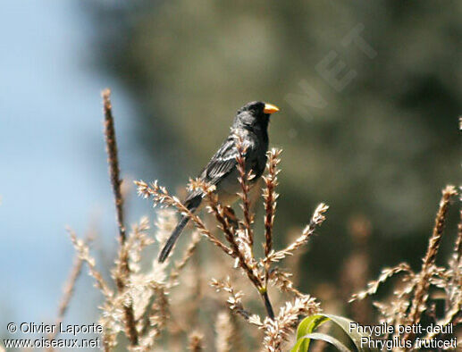 Mourning Sierra Finch male adult breeding