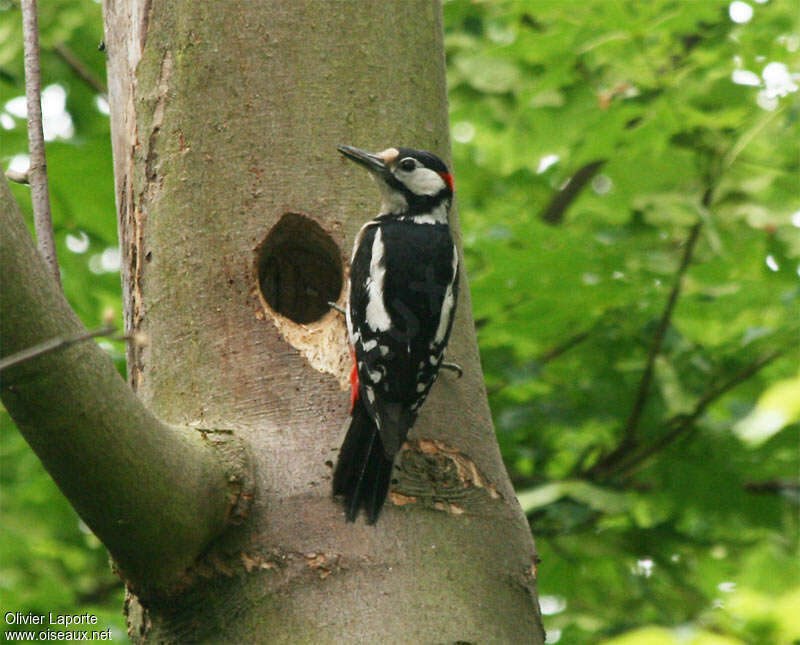 Great Spotted Woodpecker male adult breeding, Reproduction-nesting