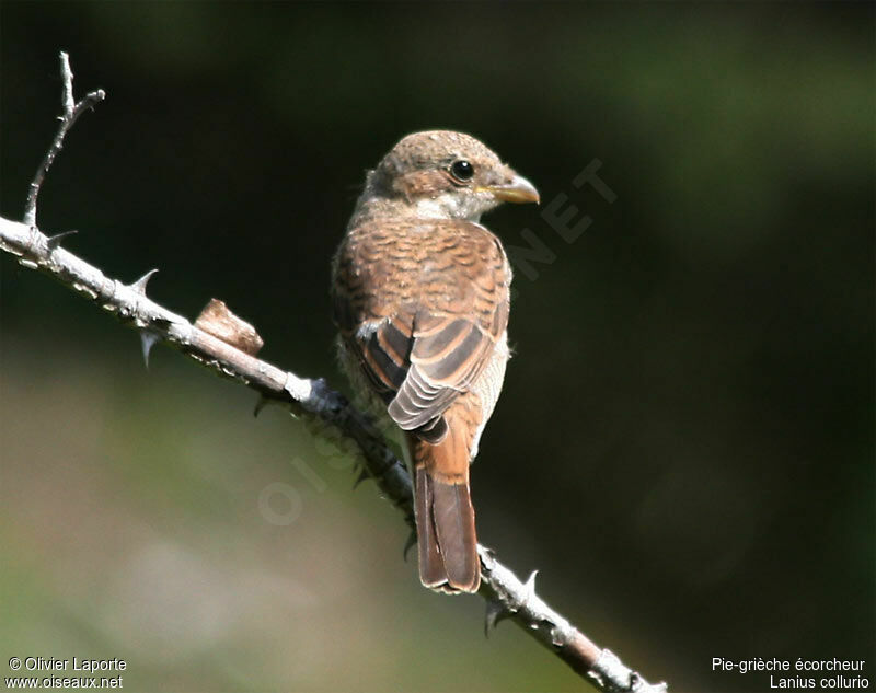 Red-backed Shrikejuvenile