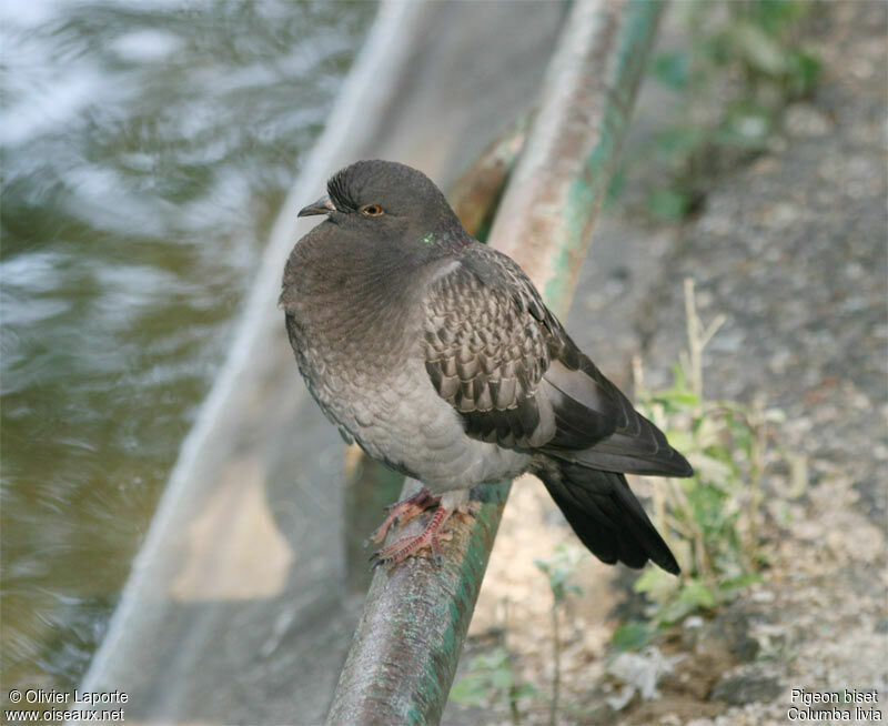 Pigeon bisetadulte