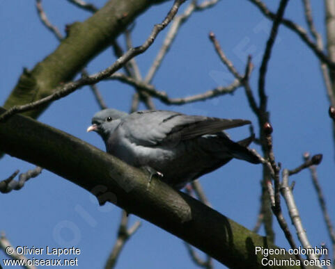 Pigeon colombin