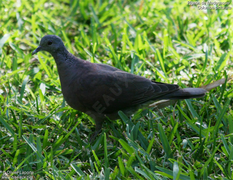 Pigeon de Madagascar