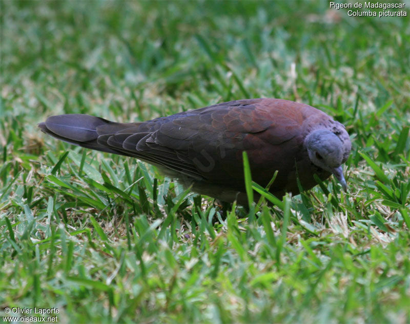 Malagasy Turtle Dove