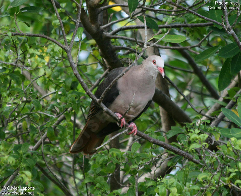 Pink Pigeon