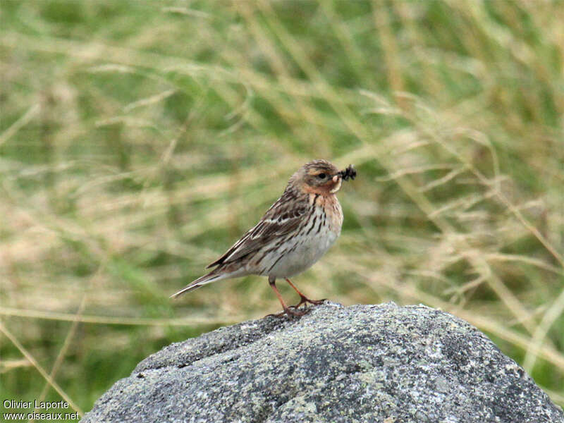 Pipit à gorge rousseadulte nuptial, régime, Nidification