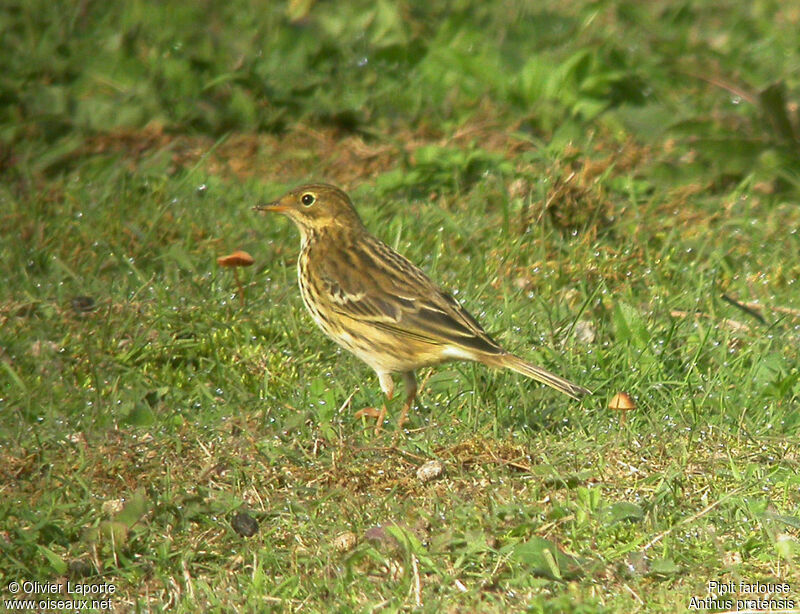 Pipit farlouse