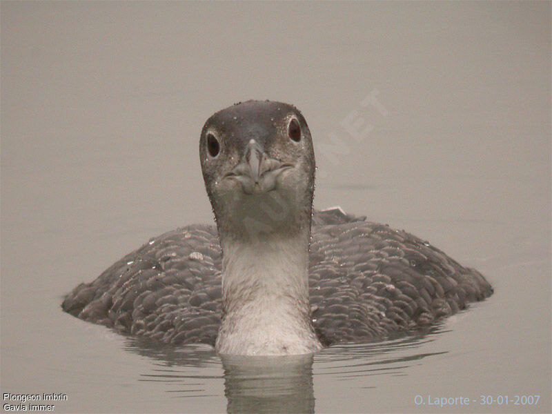 Plongeon imbrin1ère année