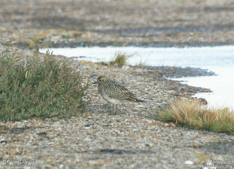 European Golden Ploverjuvenile