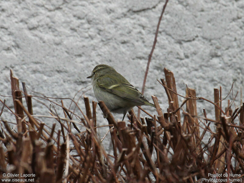 Hume's Leaf Warbler