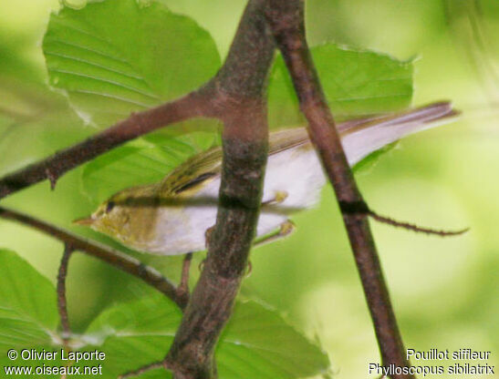 Wood Warbler male adult breeding