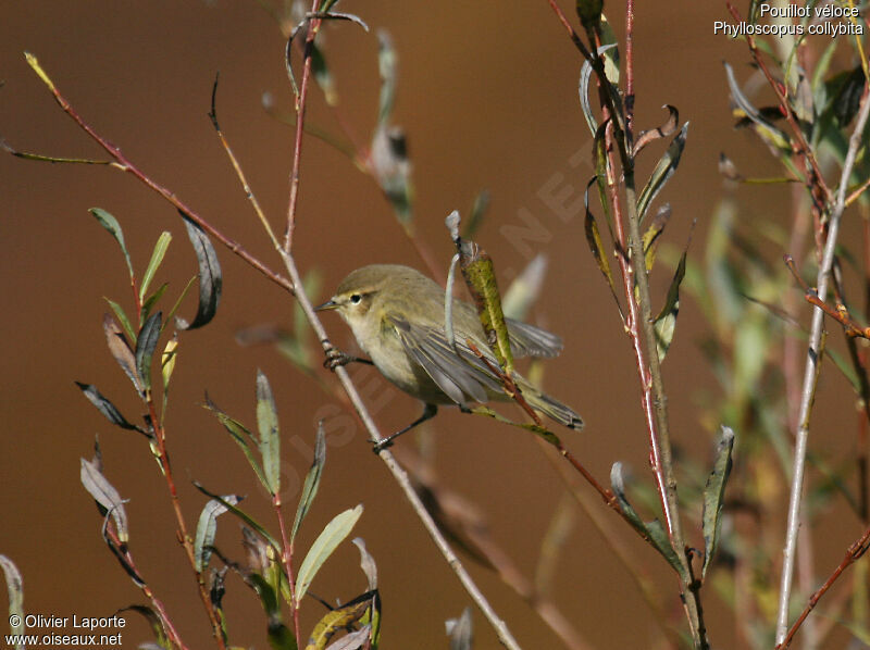 Common Chiffchaff