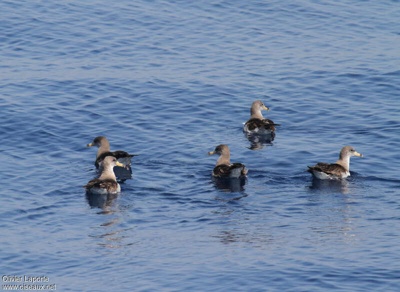 Scopoli's Shearwater, swimming