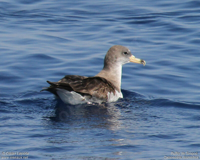 Scopoli's Shearwater