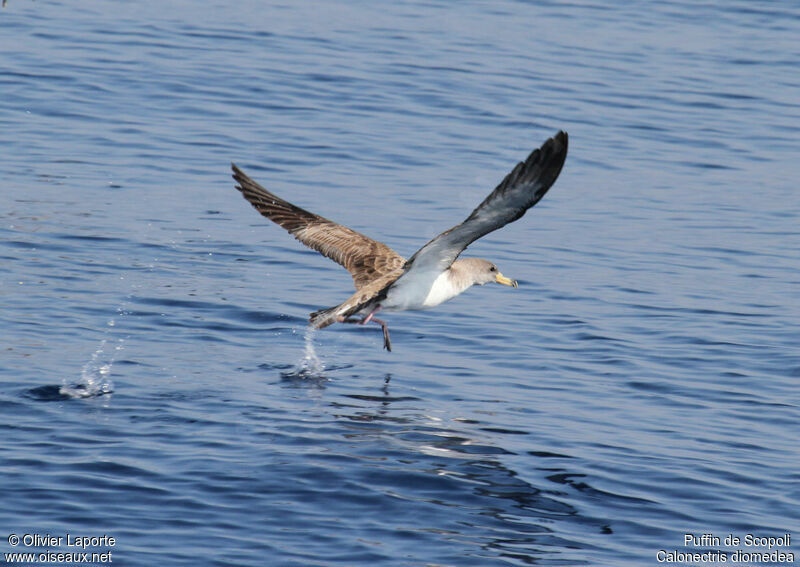 Scopoli's Shearwater