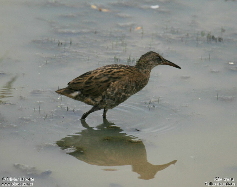 Râle d'eaujuvénile, identification