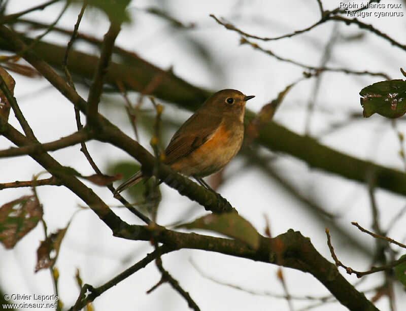 Red-flanked Bluetail, identification