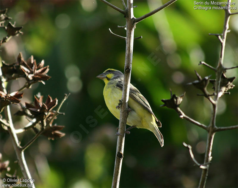 Serin du Mozambique