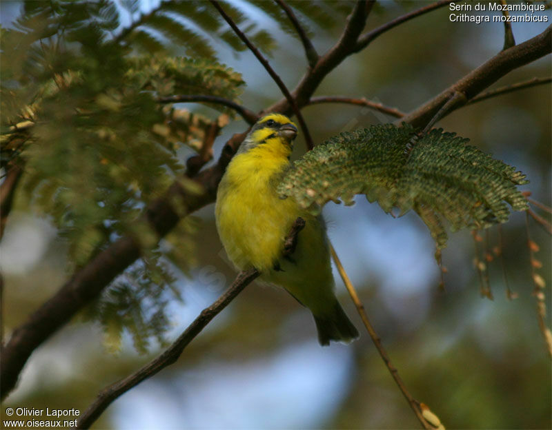 Serin du Mozambique