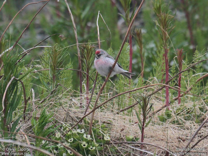 Arctic Redpoll