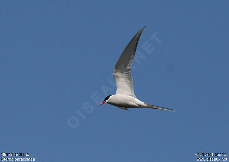 Arctic Tern, Flight