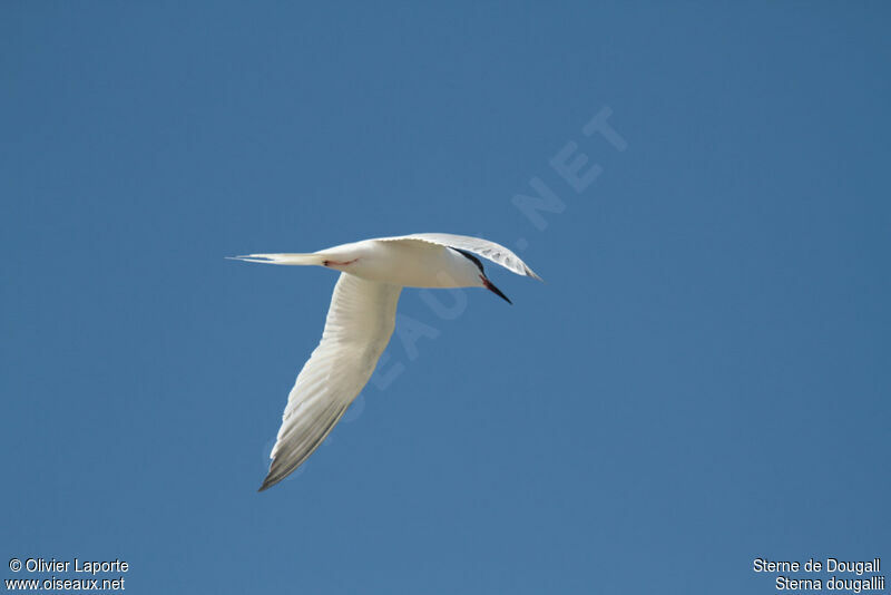 Roseate Tern